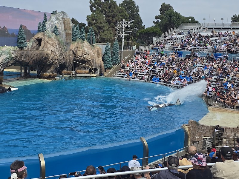 Orca Encounter