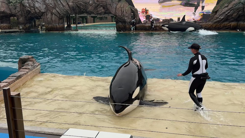 Orca Encounter