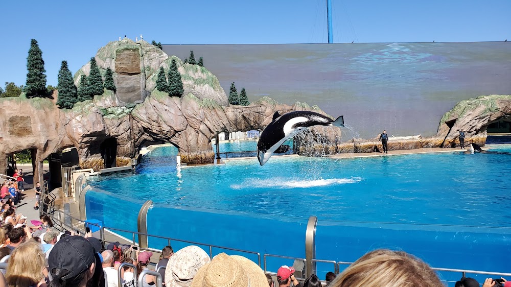Orca Encounter