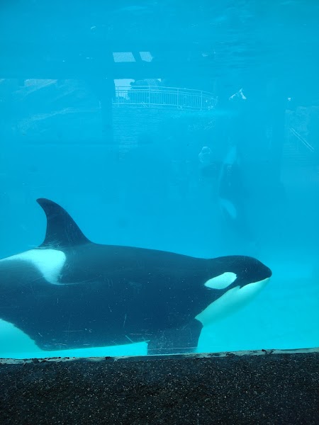 Orca Encounter