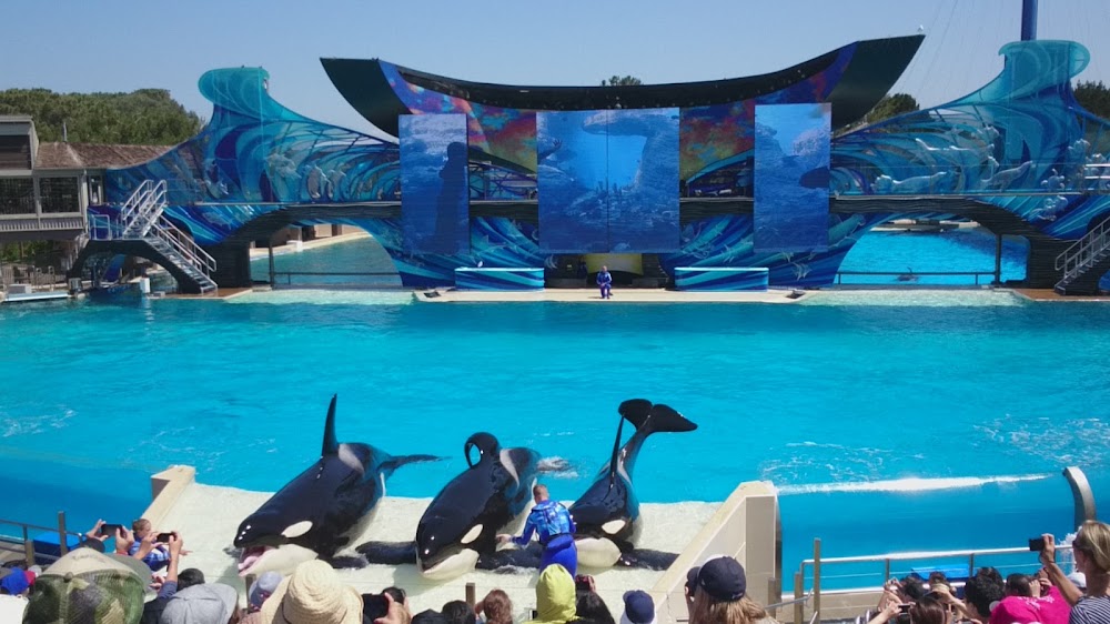 Orca Encounter