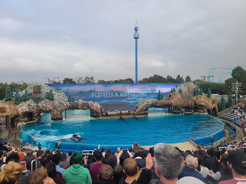 Orca Encounter
