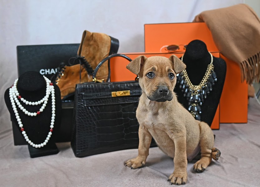 Orphaned Objects Designer Resale