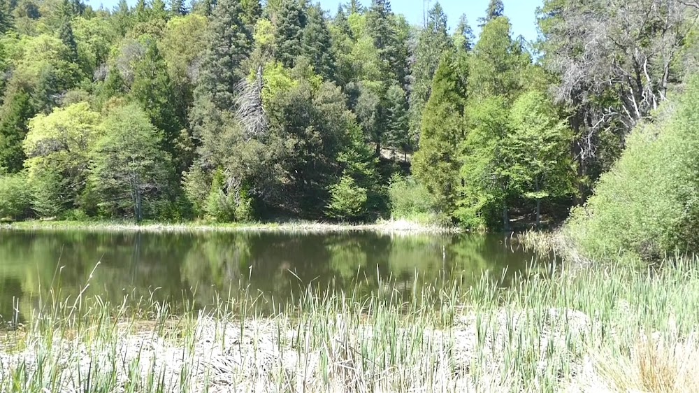 Palomar Mountain State Park