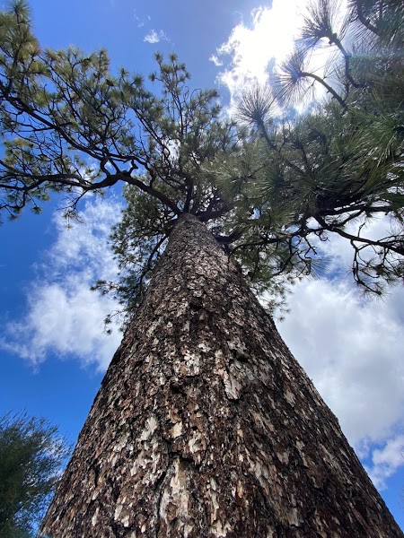 Pine Valley County Park