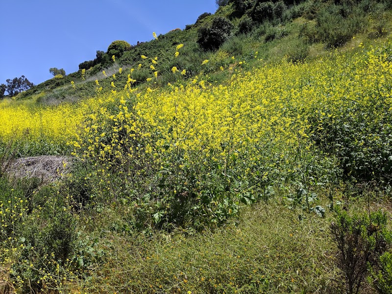 Rose Canyon Trail Head