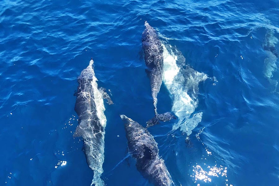 San Diego Boat Tours