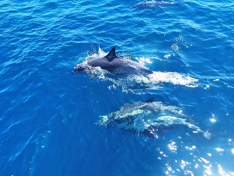 San Diego Boat Tours