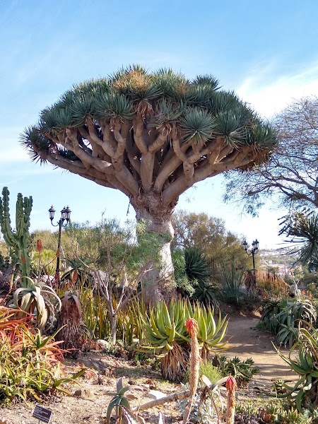 San Diego Botanic Garden