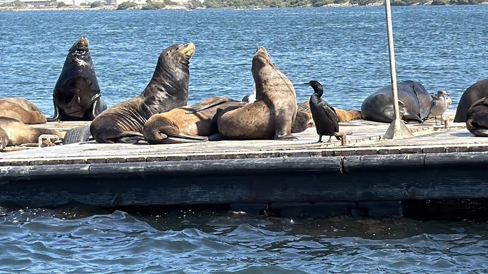 San Diego Seal Tours