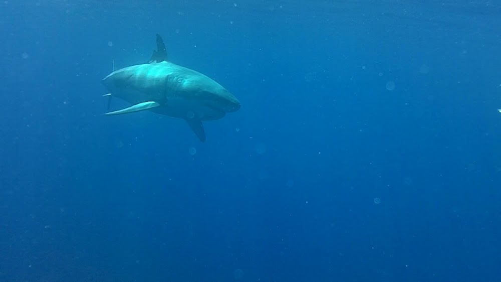 San Diego Shark Diving Expeditions