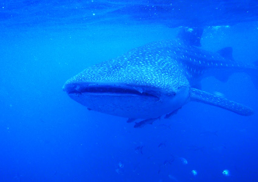 San Diego Shark Diving Expeditions
