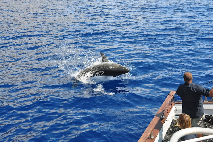 San Diego Shark Diving Expeditions