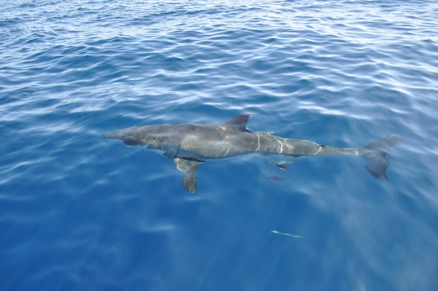 San Diego Shark Diving Expeditions