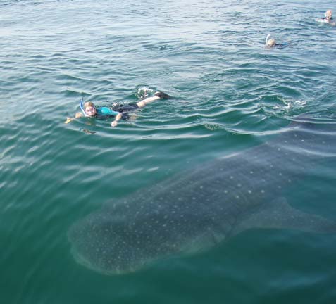 San Diego Shark Diving Expeditions