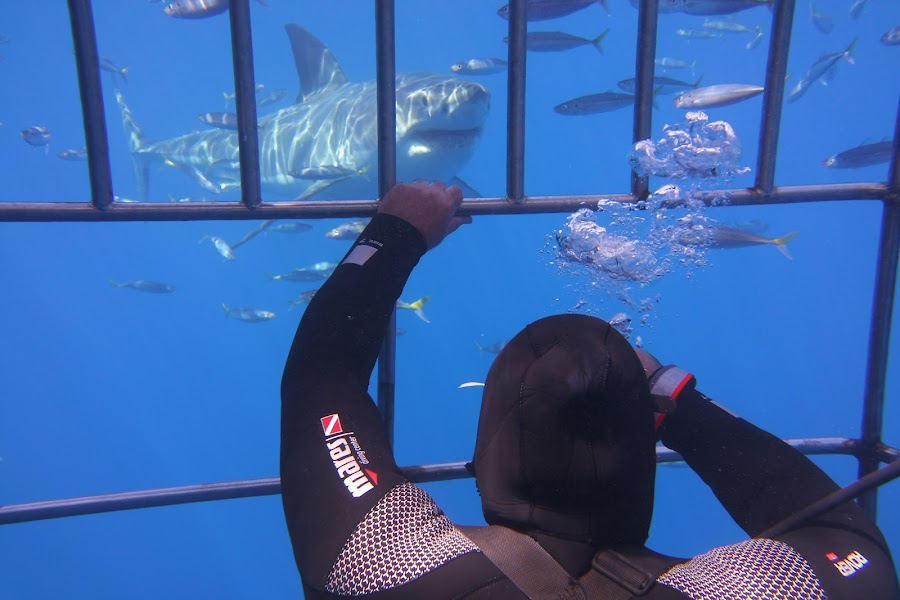 San Diego Shark Diving Expeditions