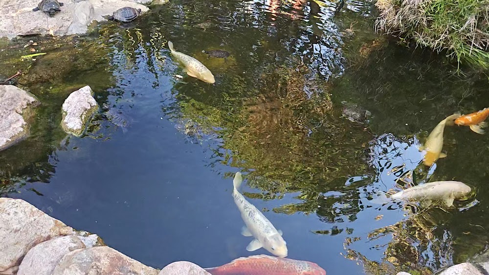 SDSU Turtle Pond