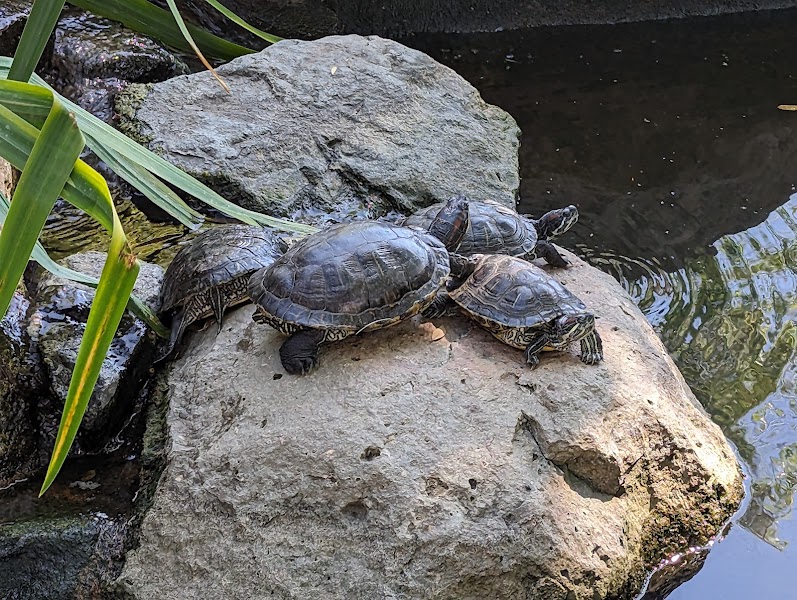 SDSU Turtle Pond