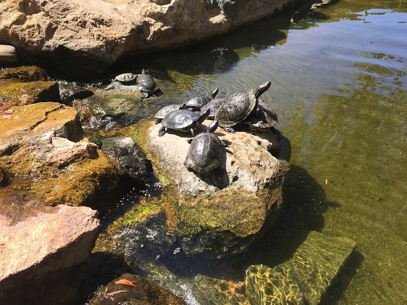 SDSU Turtle Pond