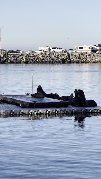 Sea Lion Island