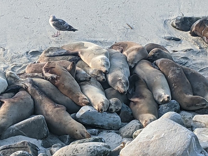 Seal Rock