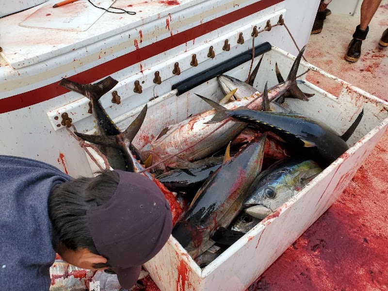 Searcher Sportfishing
