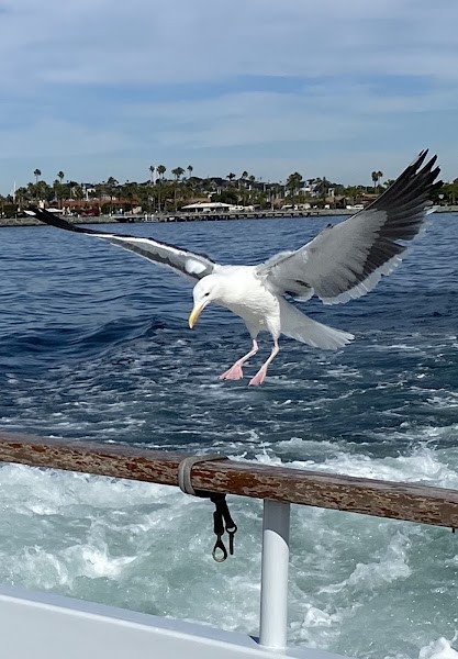 Searcher Sportfishing