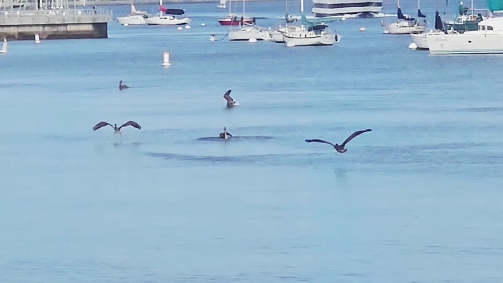 Shelter Island Pier