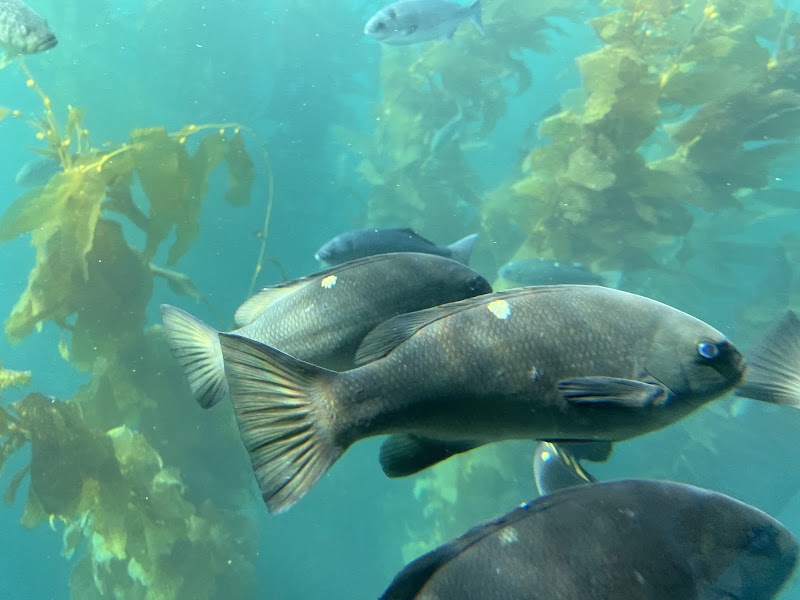 Submarine & Land Tours -Catalina Adventure Tours