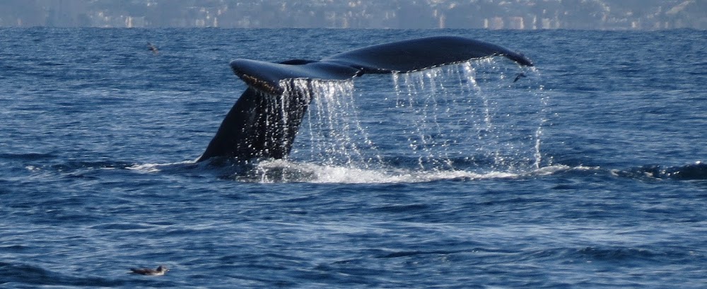 Tailwalker Whale & Dolphin Adventures