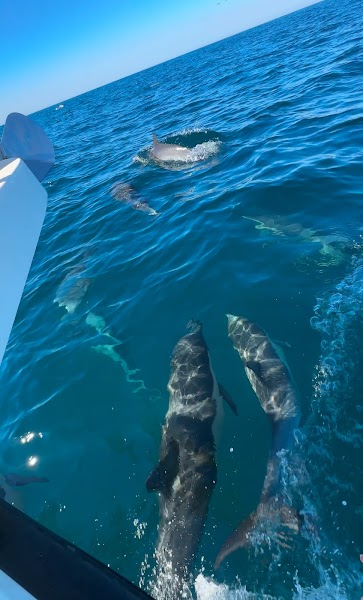 Tailwalker Whale & Dolphin Adventures