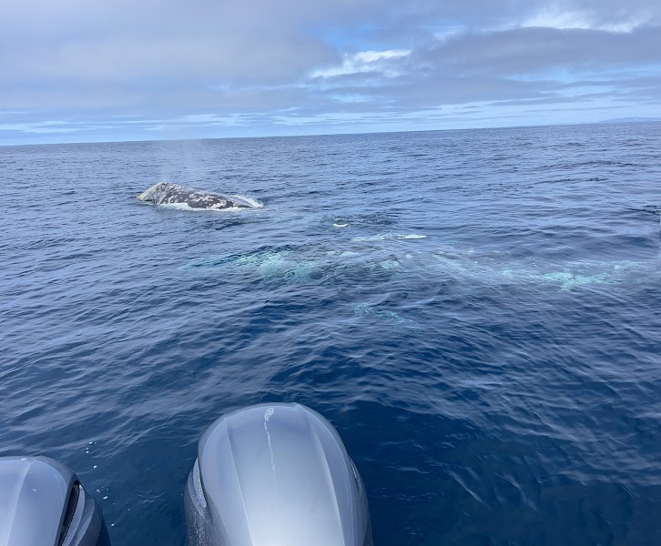 Tailwalker Whale & Dolphin Adventures