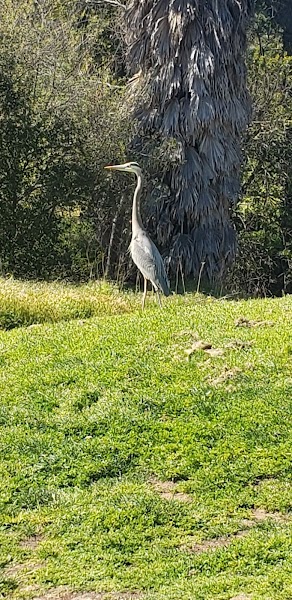 Tecolote Canyon Golf Course