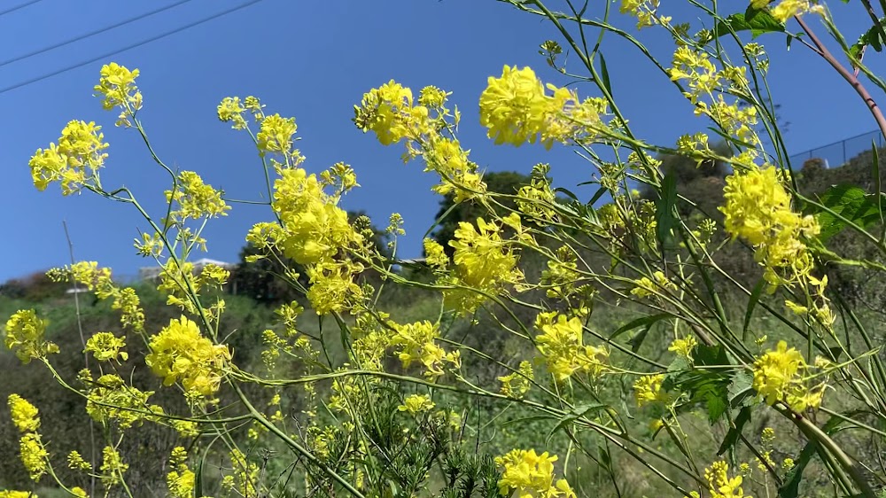 Tecolote Canyon Hiking Area
