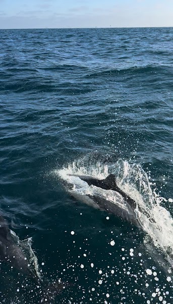 Torqued Sportfishing