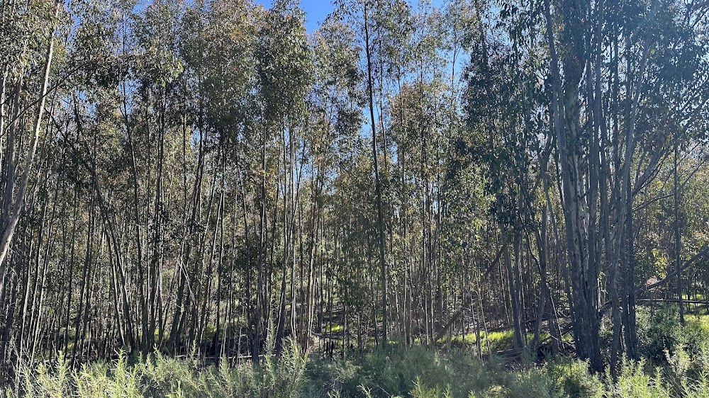 Turtle Head Trail head