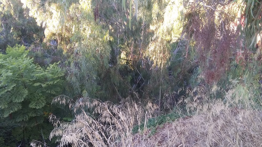 W Lewis St Park