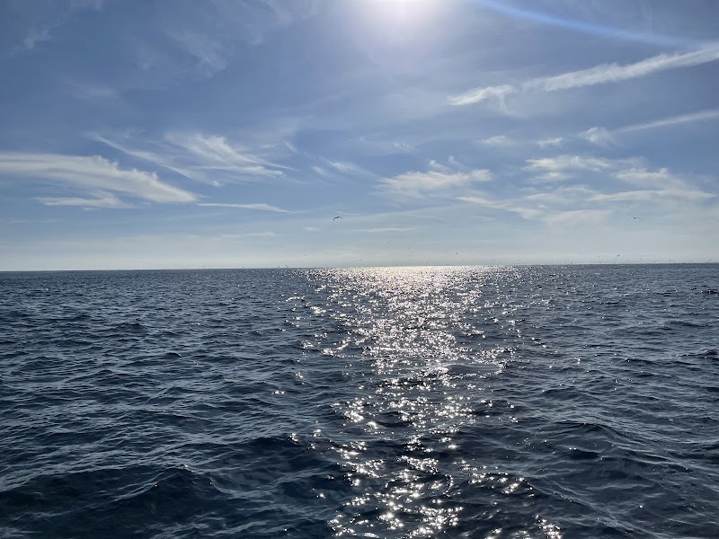 Whale Watching