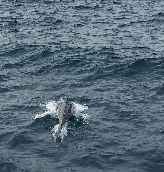 Whale Watching