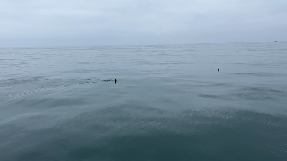 Whale watchinh