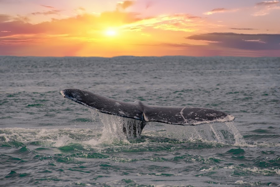Wild Ocean Safari