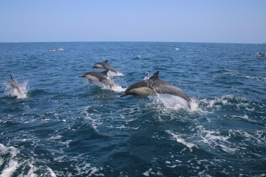 Wild Ocean Safari