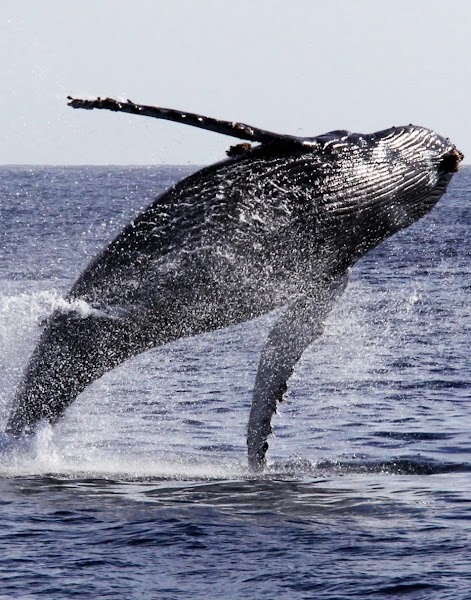 Wild Pacific Whale Watch