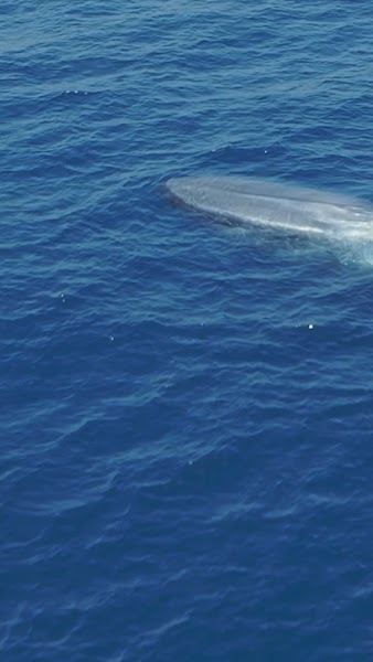 Wild Pacific Whale Watch
