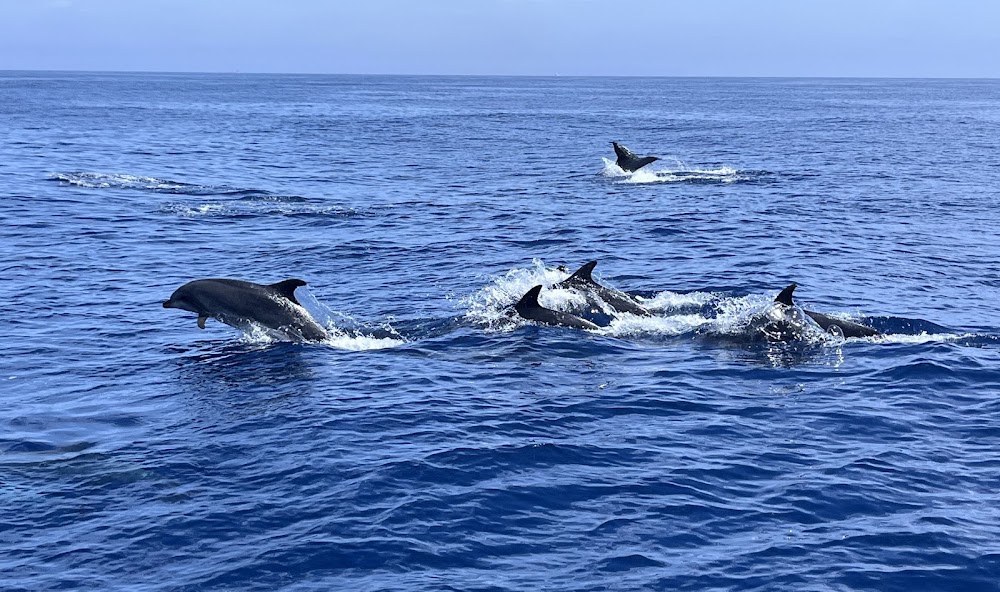 Wild Pacific Whale Watch