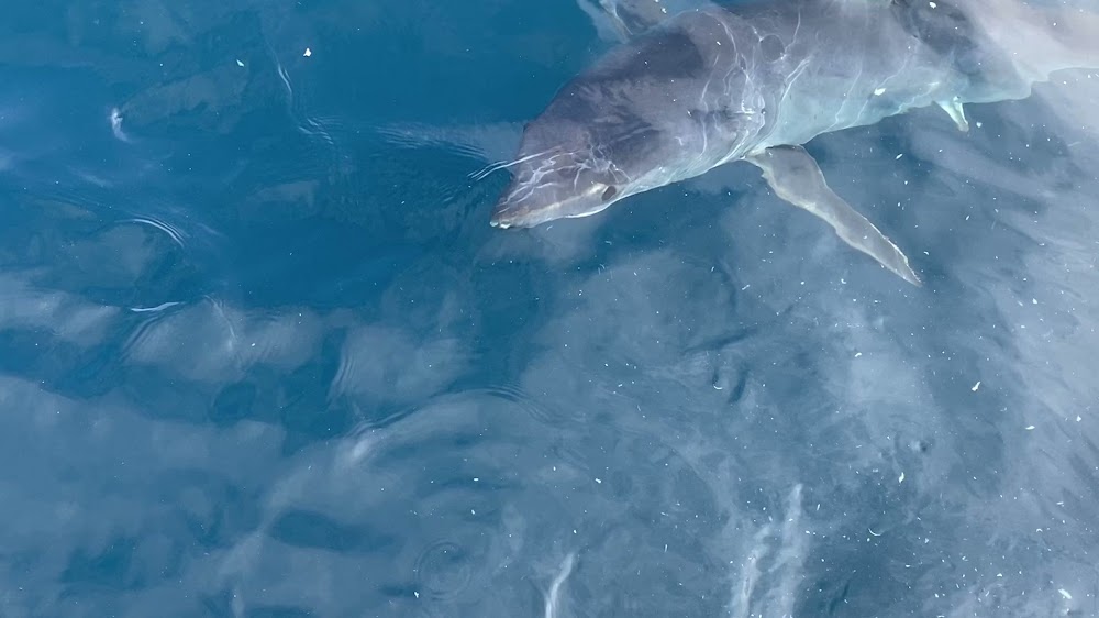 World Class Shark Fishing