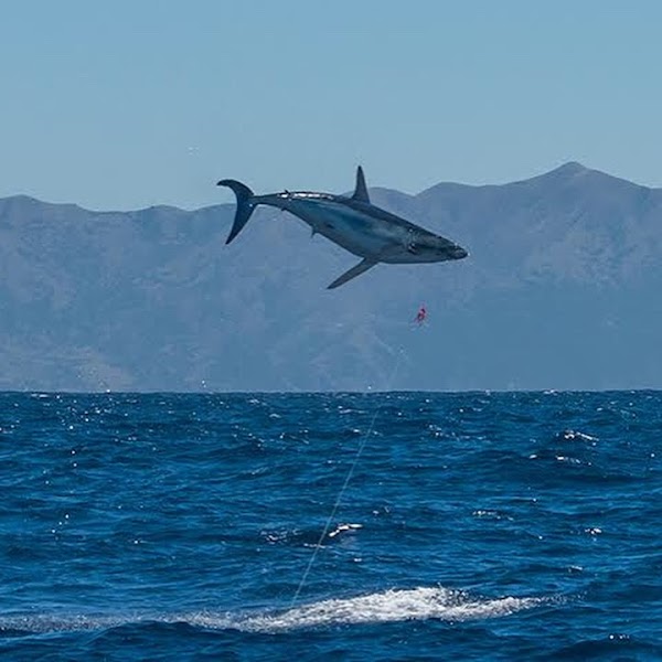 World Class Shark Fishing