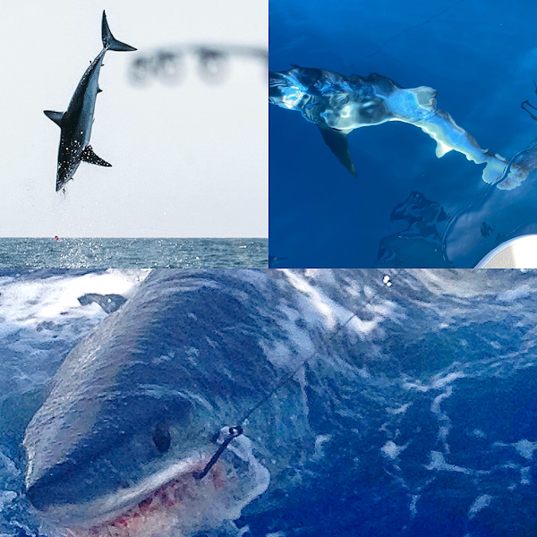 World Class Shark Fishing