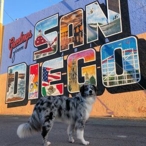 Pet-Friendly Living in Downtown San Diego: Best Buildings and Nearby Parks